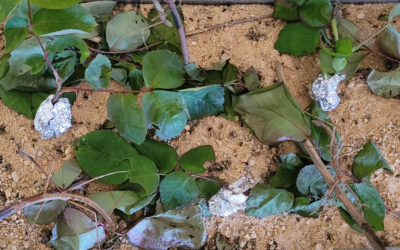 INSECTOS PALO EN EL AULA