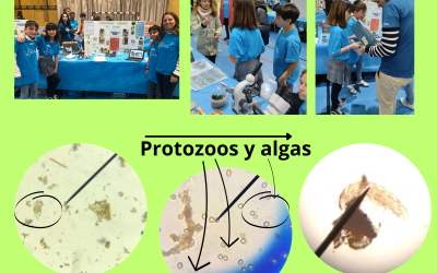 Descubriendo secretos del bosque