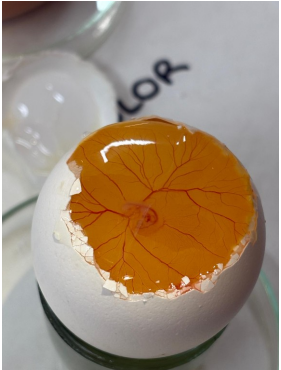 «Observing the beginning of life in vertebrates»