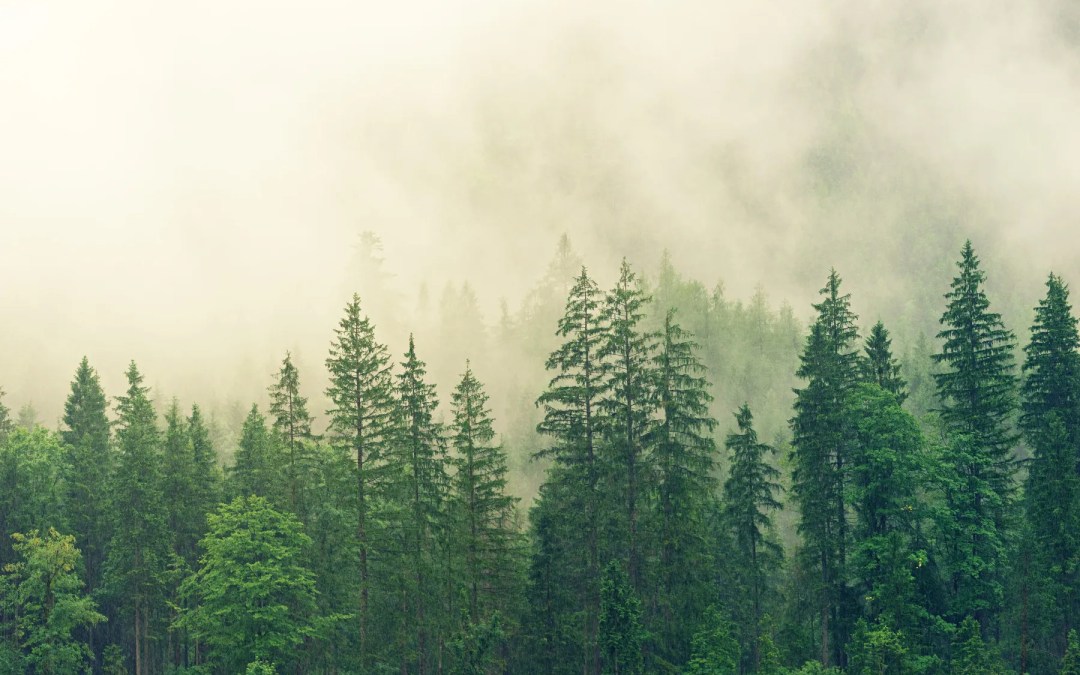 UN BOSQUE DE BOLSILLO