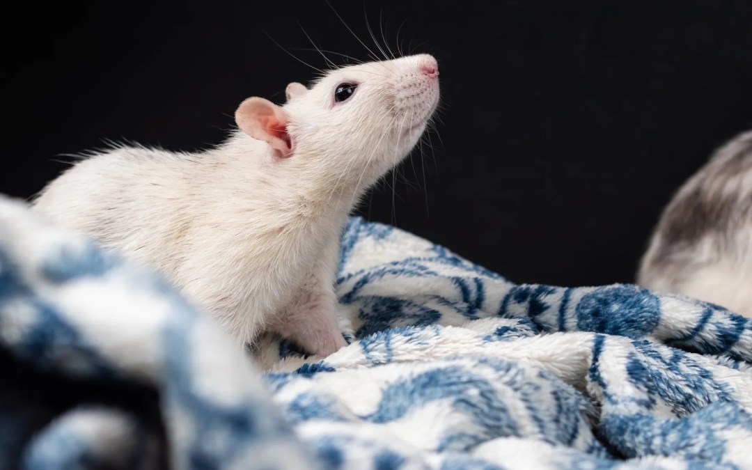 EL PAPEL DE LOS ANIMALES EN LA INVESTIGACIÓN CIENTÍFICA