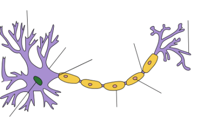 Participa en un laboratorio de neurociencia con Sinapsis, un programa para estudiantes de secundaria y bachillerato
