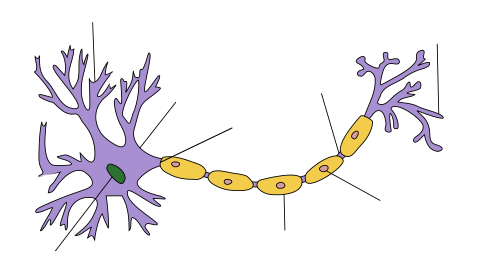 Participa en un laboratorio de neurociencia con Sinapsis, un programa para estudiantes de secundaria y bachillerato