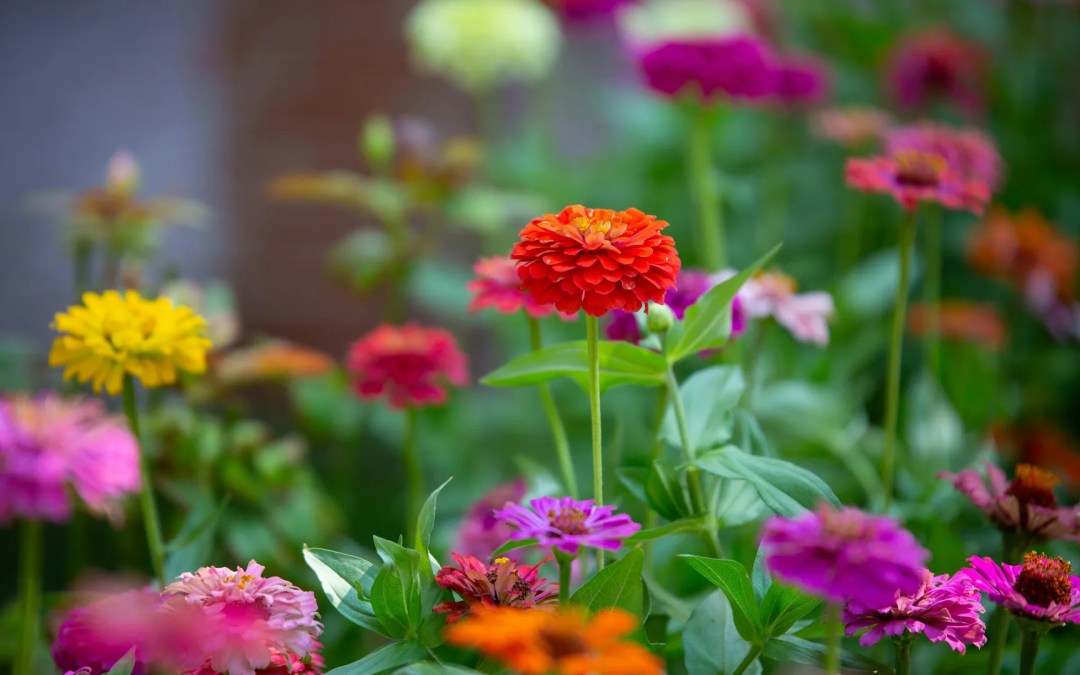 LAS PLANTAS BEBEN COLORES: EXPERIMENTAMOS CON EL AGUA Y LAS FLORES